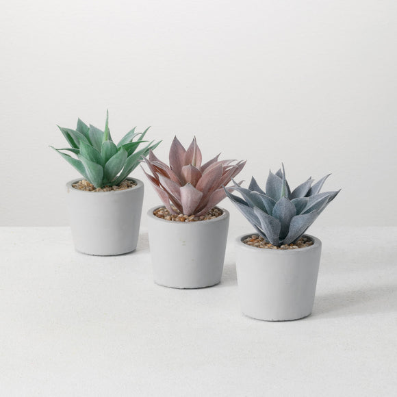 Potted Agave - 3 Colors Available