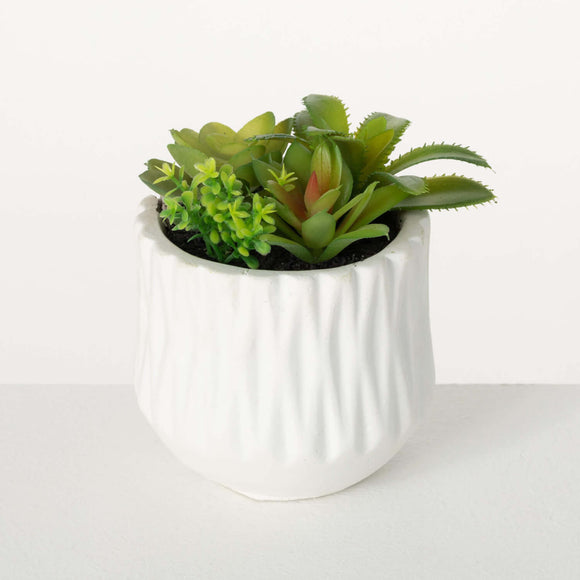 Succulent Array in Small Pot