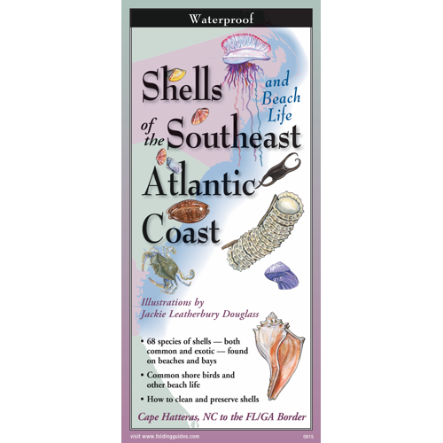 Folding Guide - Shells of the Southeast Atlantic Coast