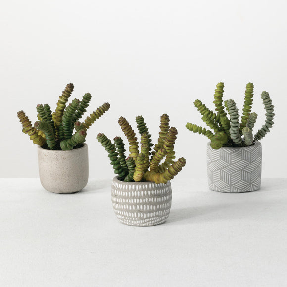 Potted Cactus Succulent