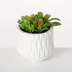 Succulent Array in Small Pot
