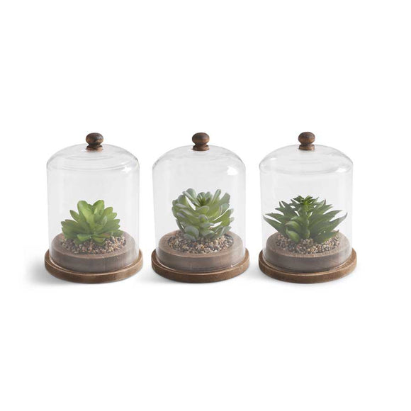 Glass Domes w/Succulent on Wood Base - 3 Assorted