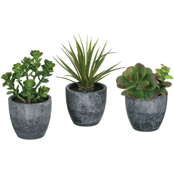 Potted Succulent - 3 Assorted