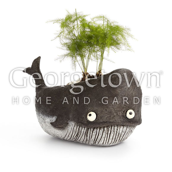 Goliath, Whale Planter