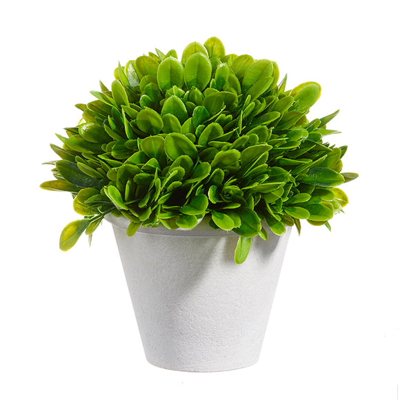 Potted Boxwood 7