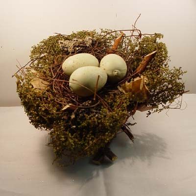 Woodland Nest with Eggs