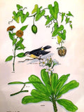 Birds w/Plant Life Watercolors - by Bill Johnson