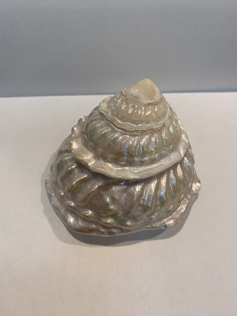 Wavy Top Trochus Cone Shape Shell
