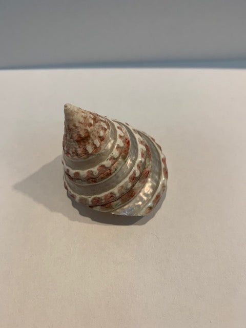 Pink Banded Trochus Cone Shell