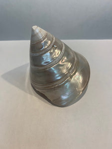 Pearl Trochus Cone Shell