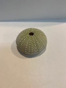 Sea Urchin Green