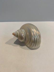 Pearl Turbo Shell - Small