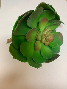 Succulent - 6"L x 4"W