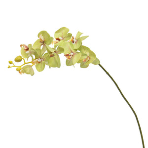 Green Real Touch Phalaenopsis Orchid 30.5"