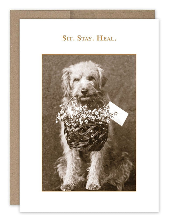 Card - SM/Get Well - Sit. Stay. Heal.