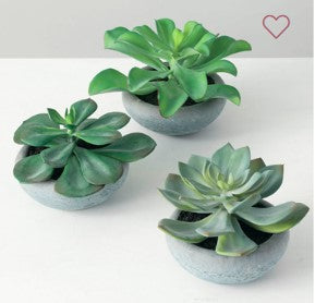 Succulents Potted - 3 Styles Available