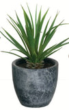 Potted Succulent - 3 Styles Available