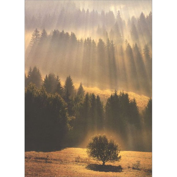 Card - AP/Sympathy - Sunray Forest
