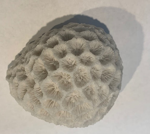 Artificial Brain Coral