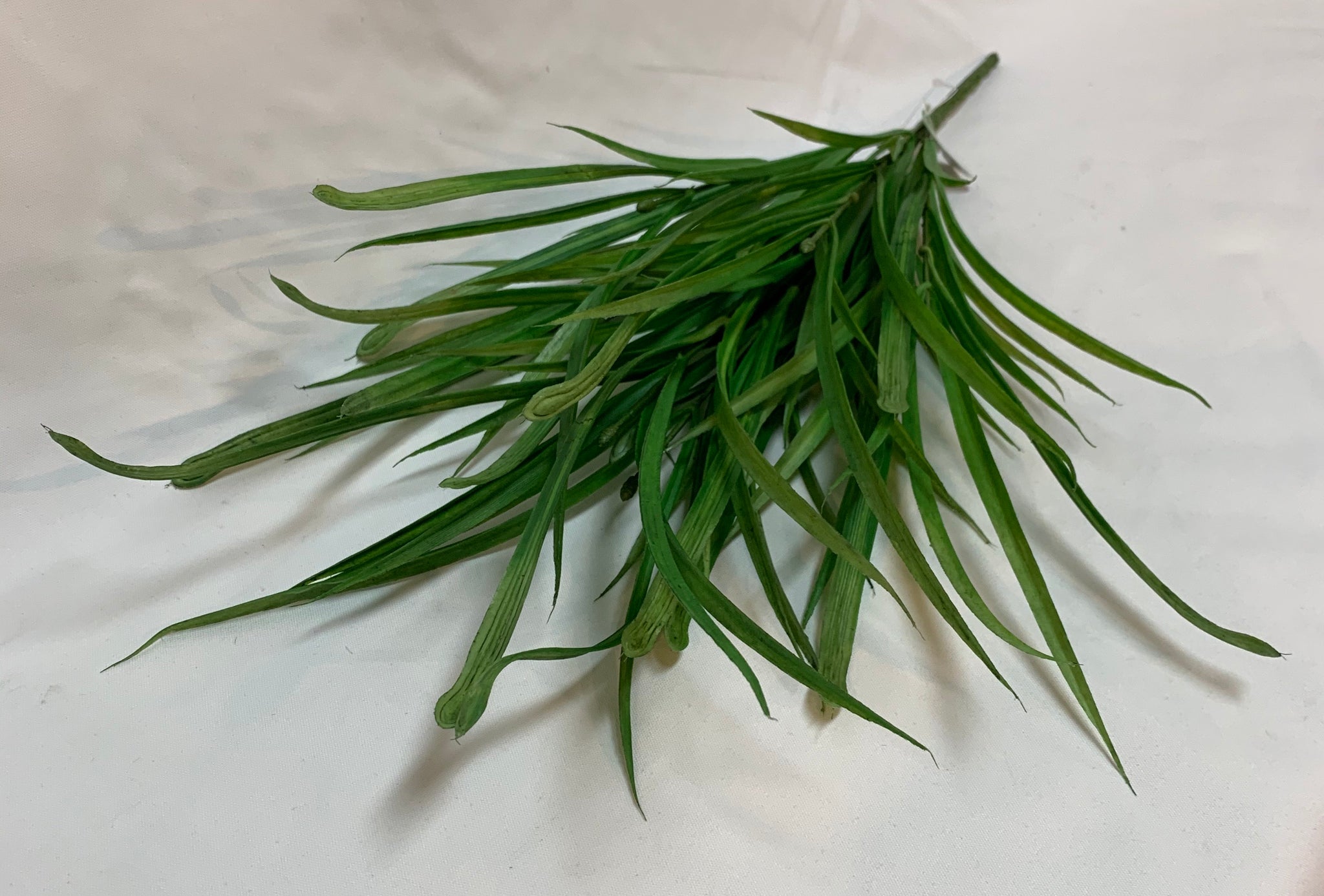 Sea Grass Stem - Thumbnail 2
